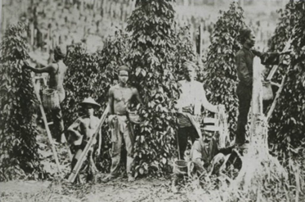 Penanaman-lada-hitam