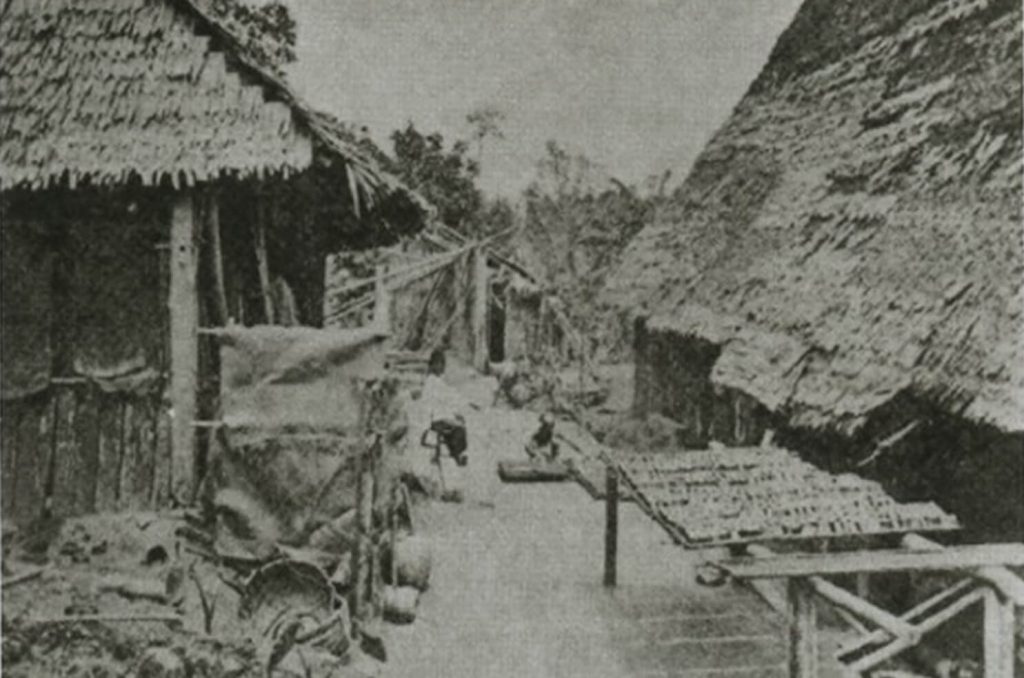 Proses-mengeringkan-daun-gambir